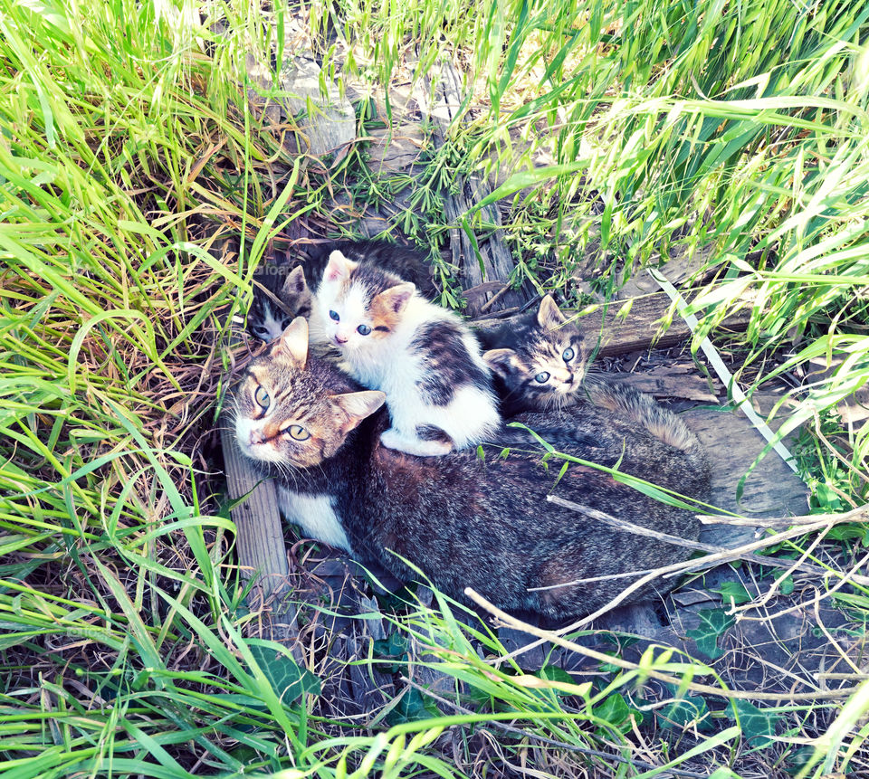 mother cat with her kittens