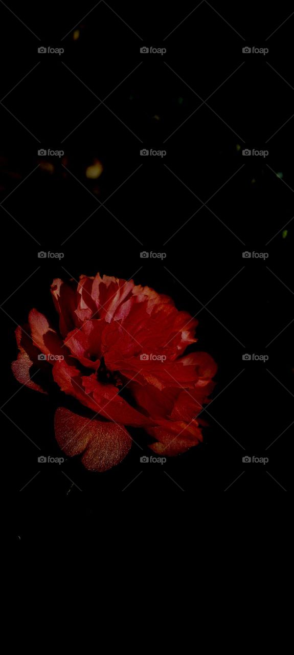 naturelover , dark background, beautiful flowers