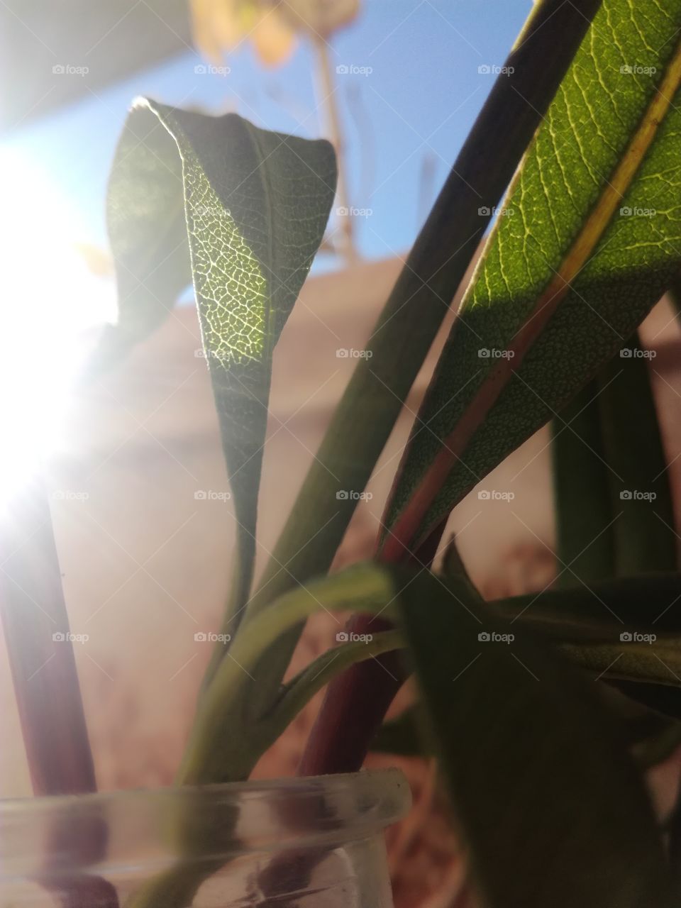 feuilles, leafs, laurier