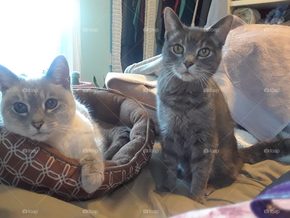 Tabby Cat & Siamese Tabby Cat