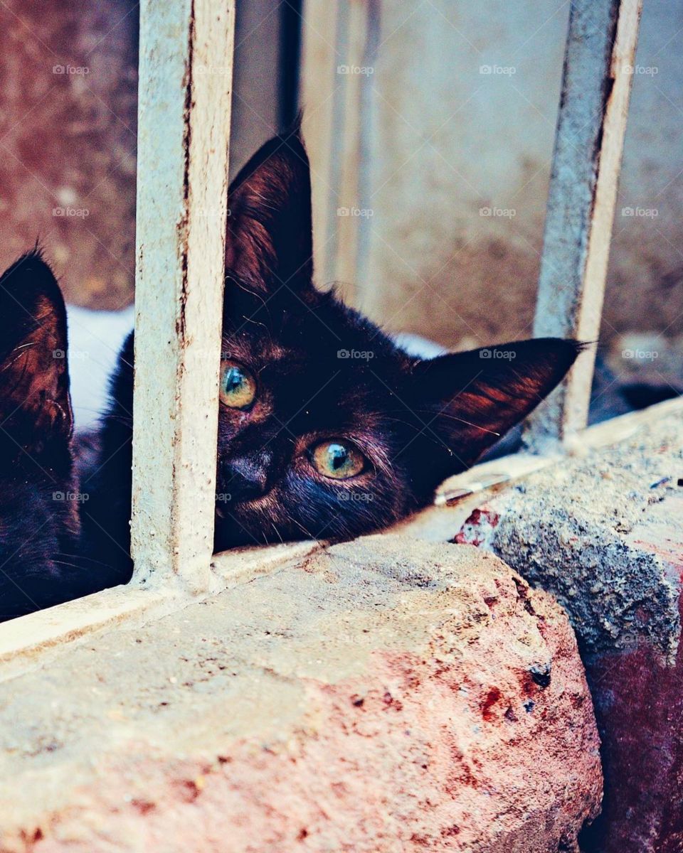 kittens on the streat