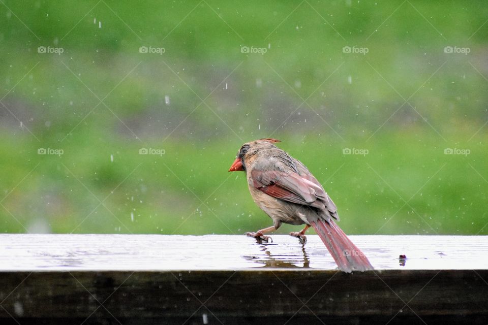Cardinal perched on porch in the rain 
