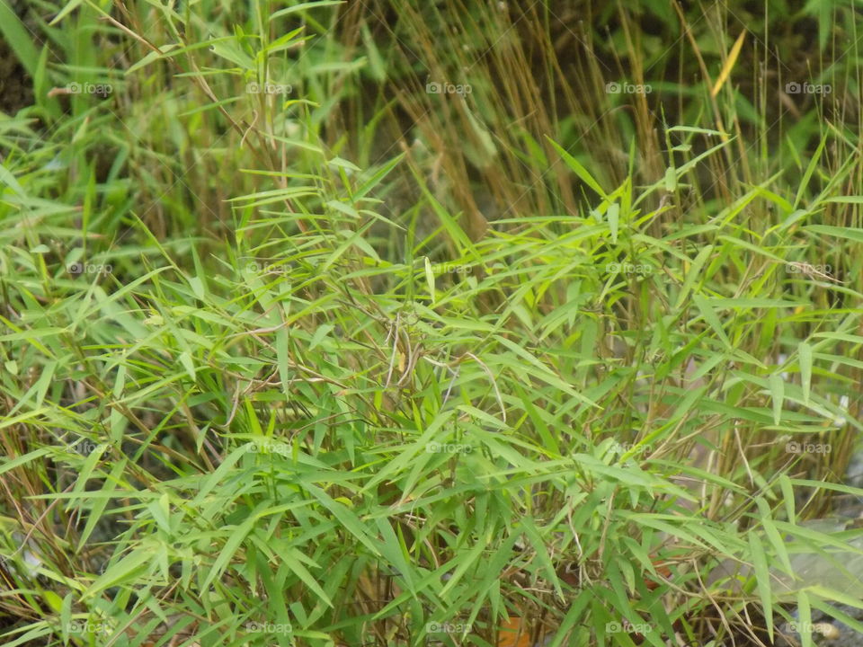 Small pointy bamboo