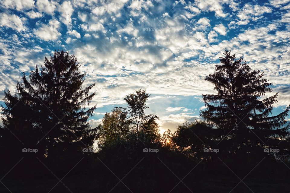 Pine trees against cloudy sky