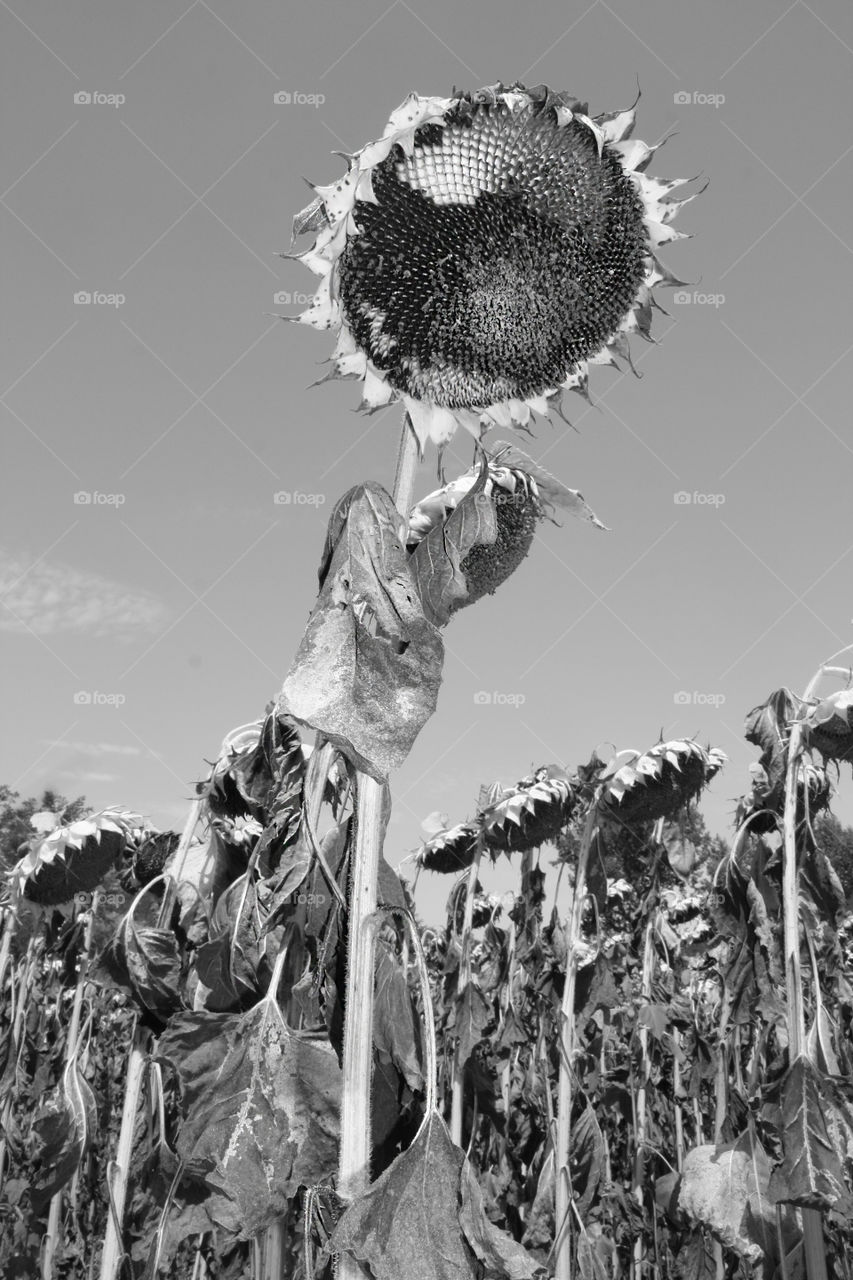 Sunflowers, black and white