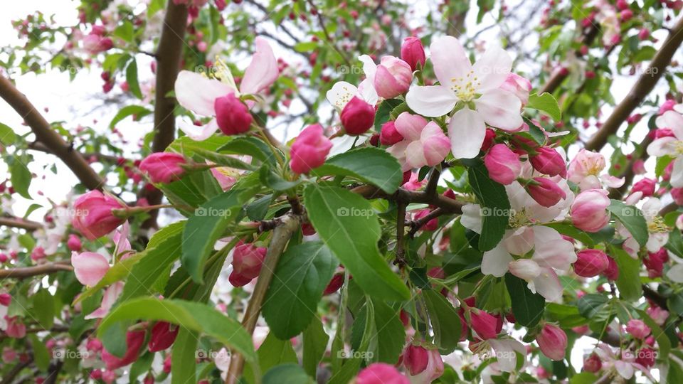 Crabapple Tree