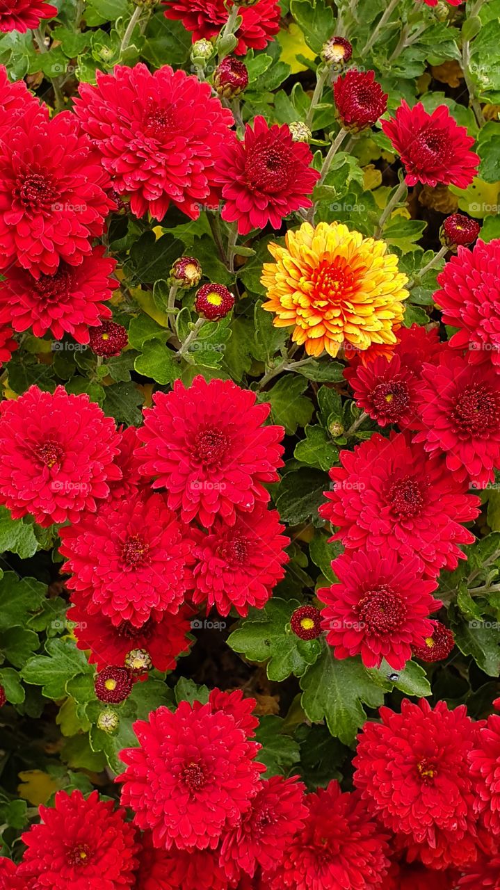 red and yellow chrysanthemum between bright red