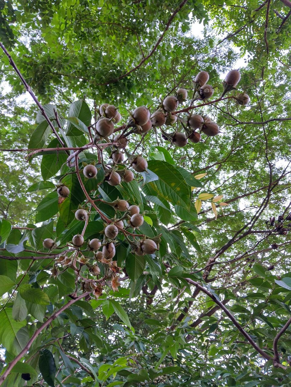 Fruits