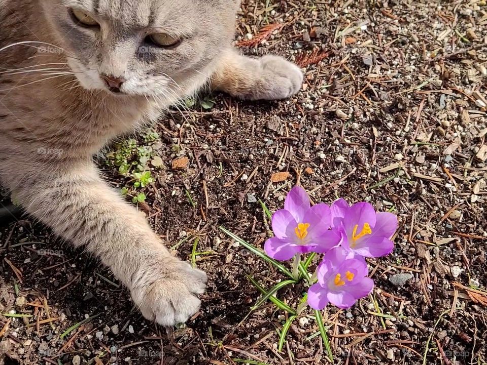 A grey gray pet cat notices the first flower blooms of Spring.
