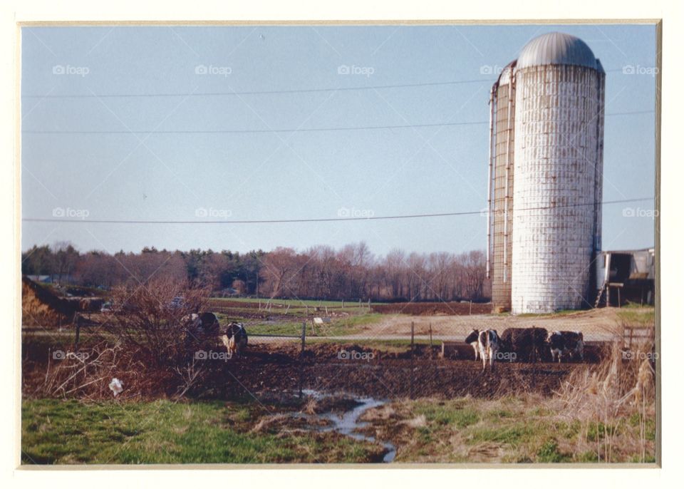 New England Farm I've Seen Off A Highway with Silos & Cows In Field back in late 1990's!  The Farm is now no longer there.