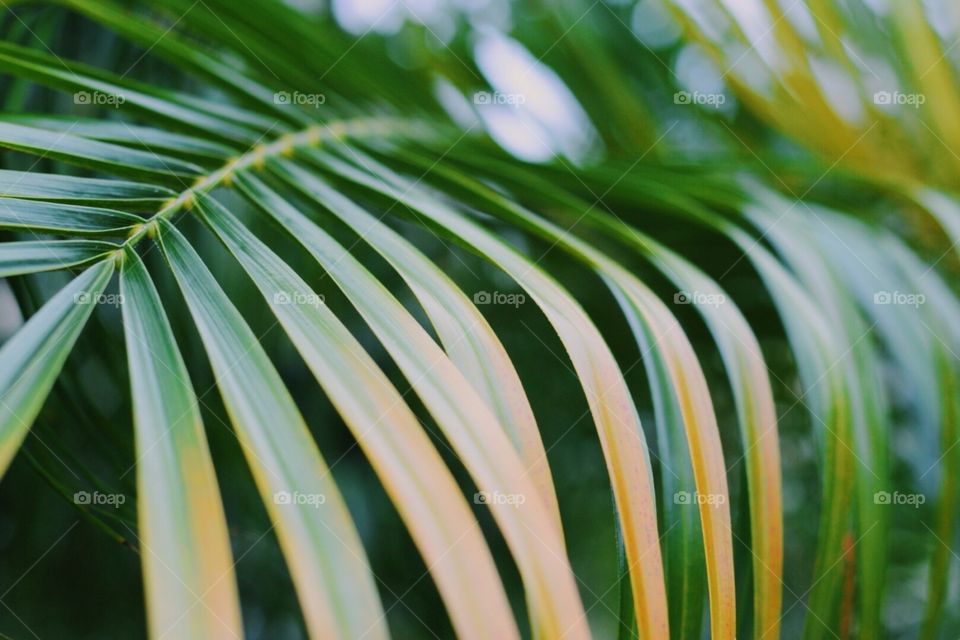 Palm Leaf 