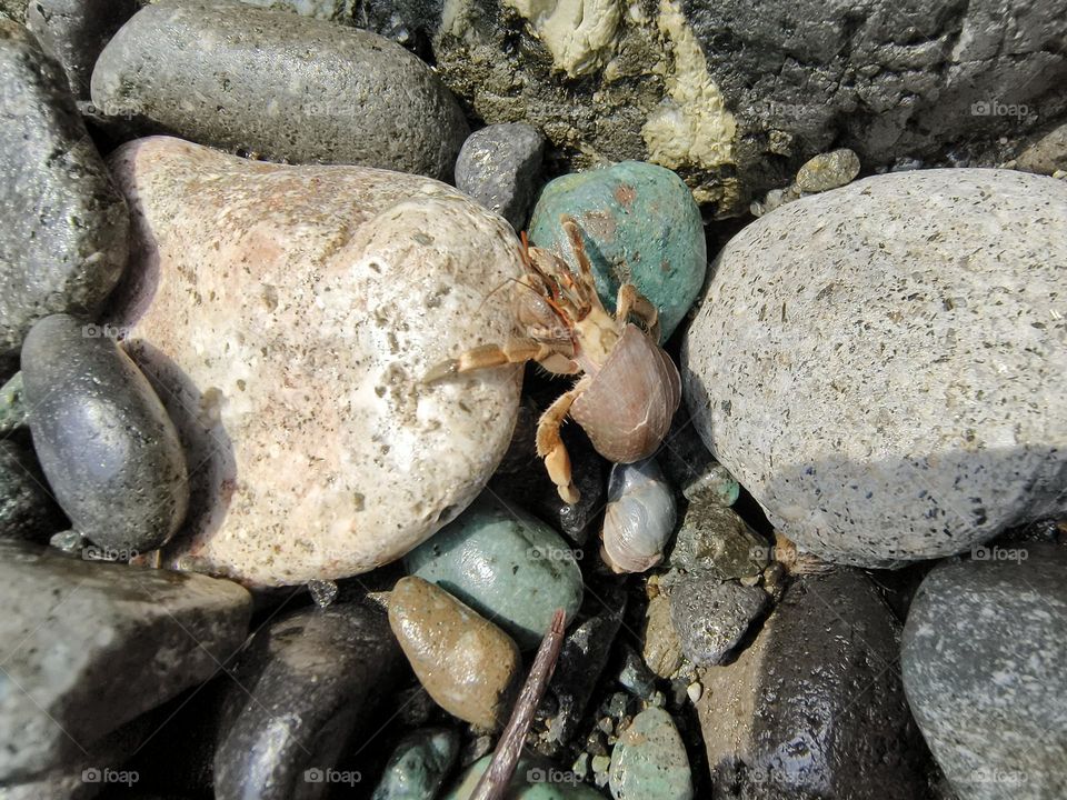 Hermit crab on a rock in the sea, closeup of photo