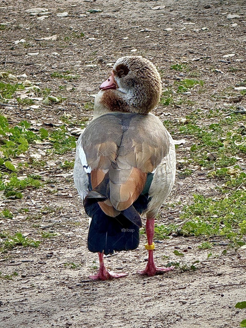 Egyptian Goose Neck Stretch