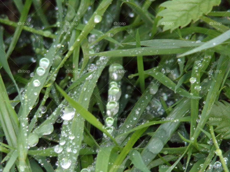 Regentropfen im Gras