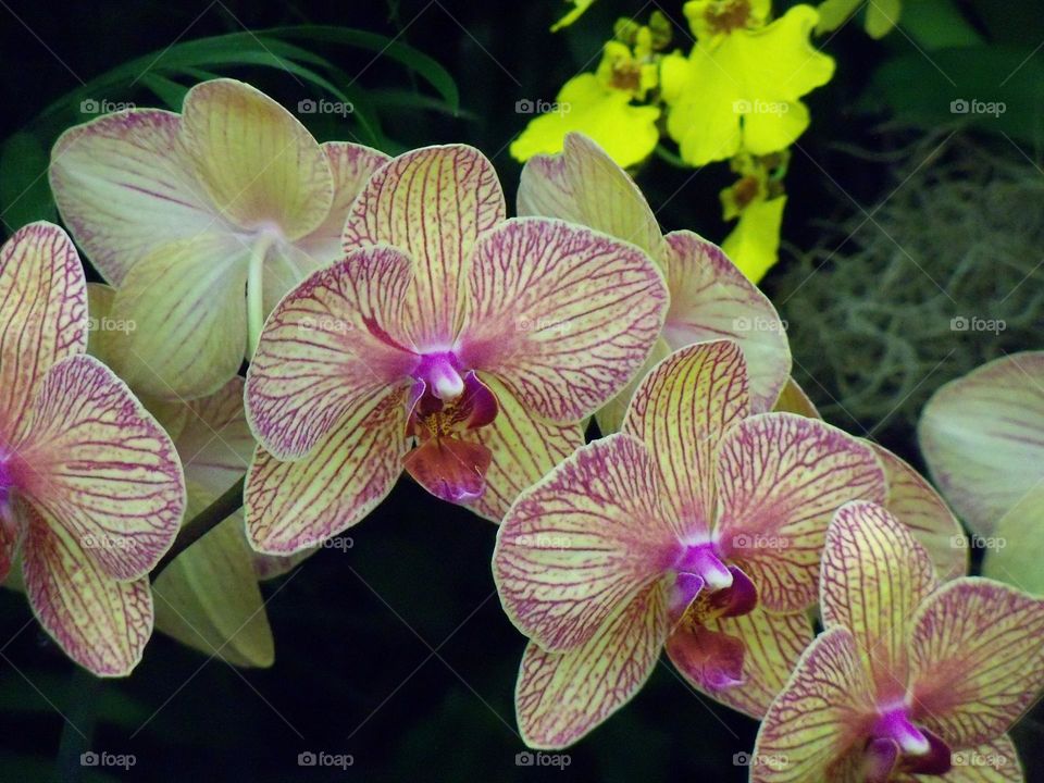 Yellow orchids with purple middle and veins and pure yellow orchids in background