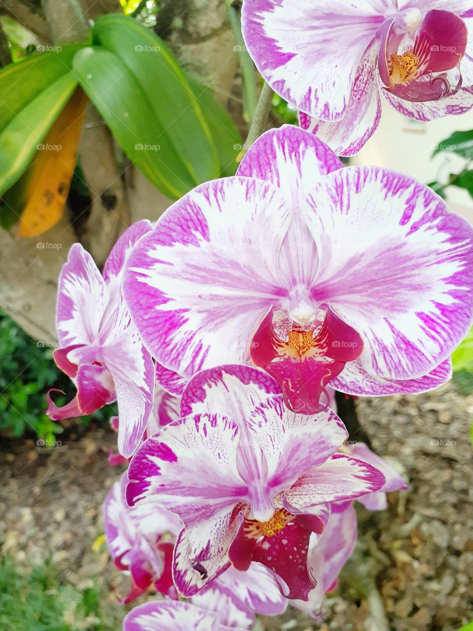 Aphrodite's Phalaenopsis, a flower is blooming in a garden in an office complex in Florida.