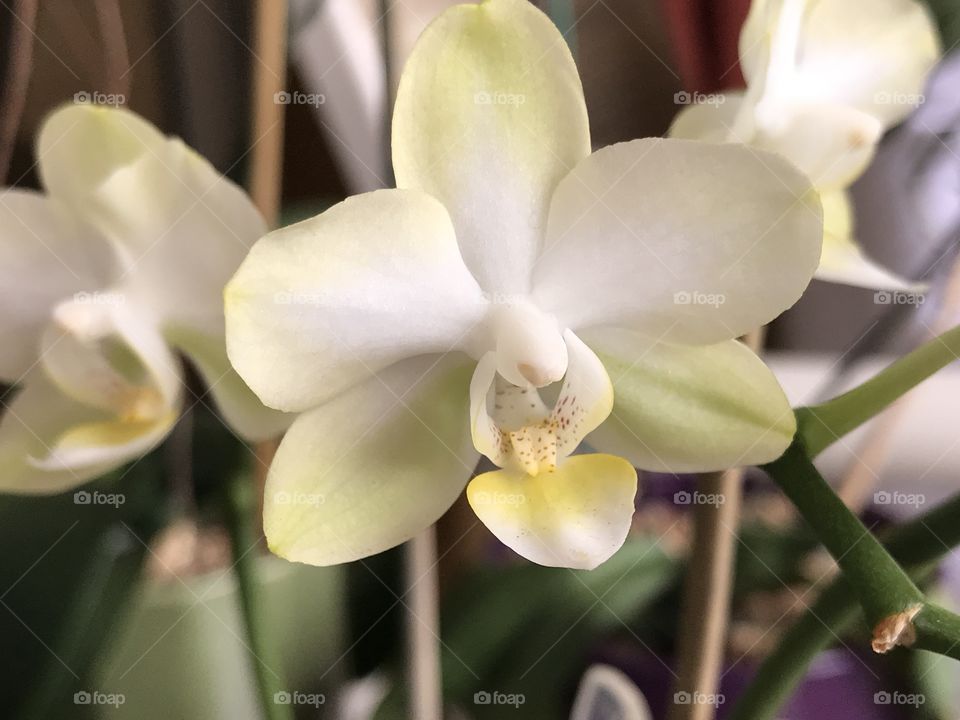 Orchid Delight 