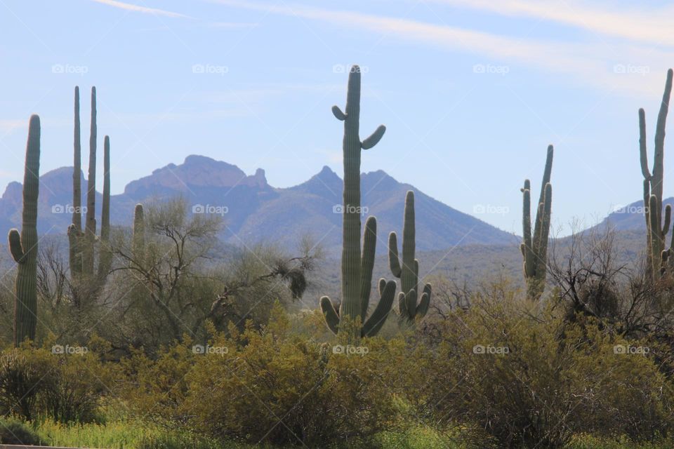 Saguaro Cactus in the Desert