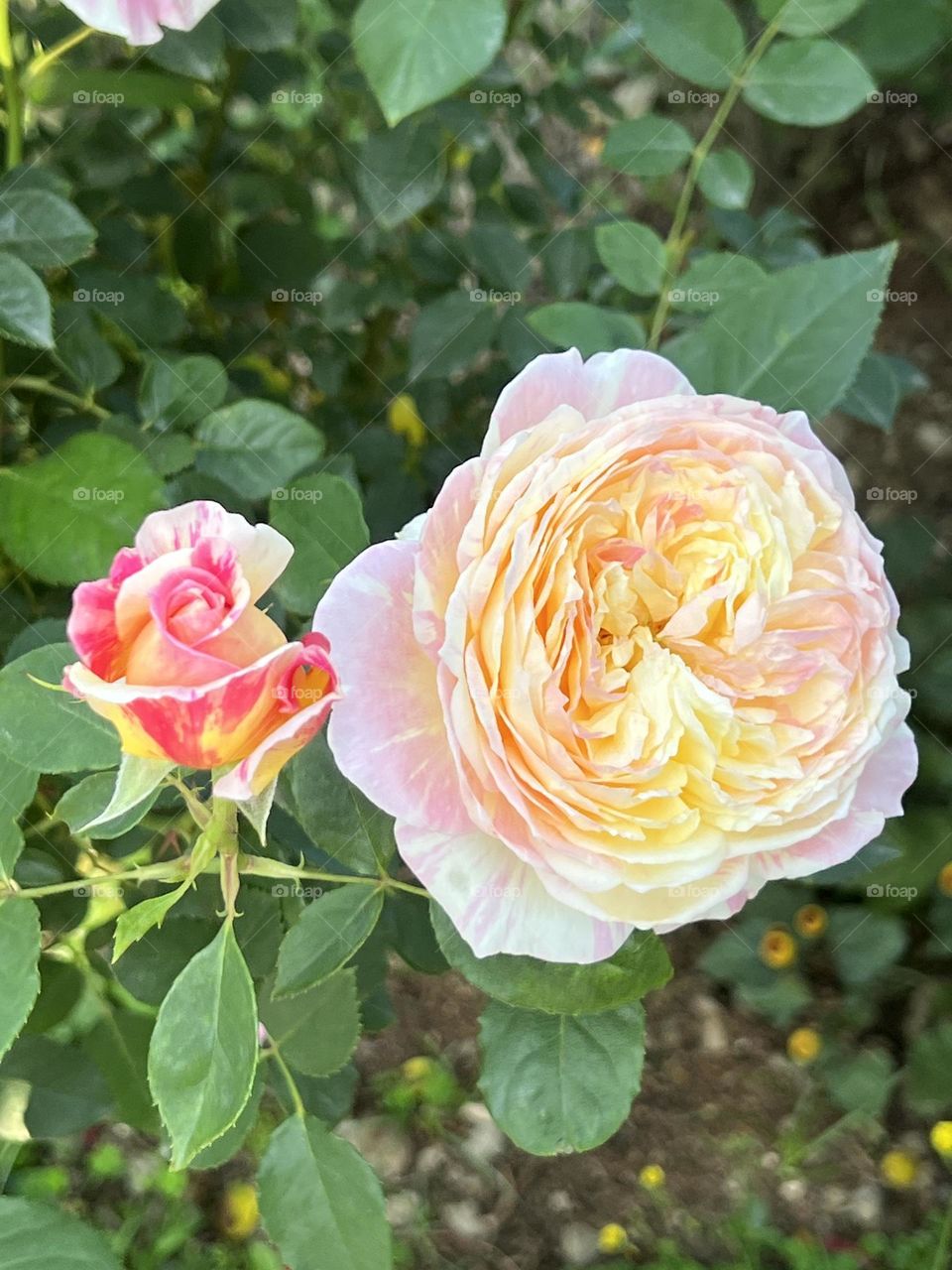 Roses in Yuanshan Flower Expo Park