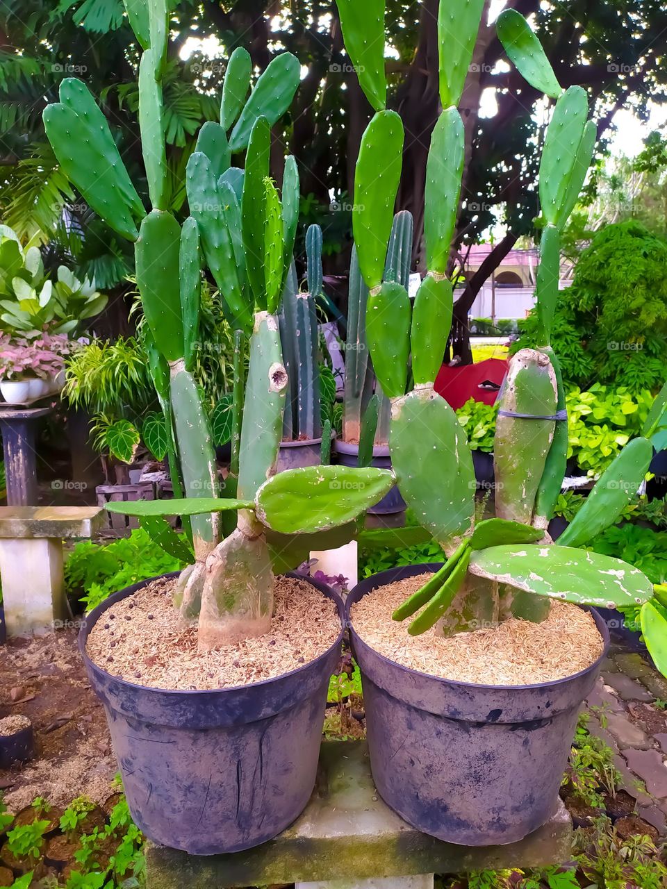 Cactus grows in the garden