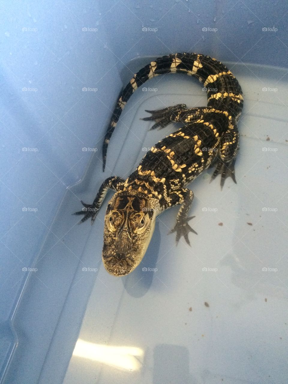 Reptile, No Person, Wildlife, Nature, Animal