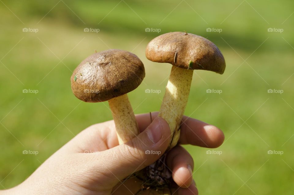 Holding Mushroom in Hand