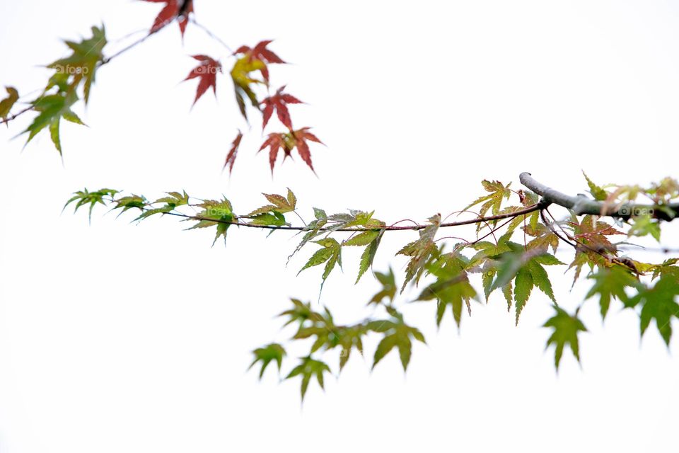 Rain drops on maple leaf