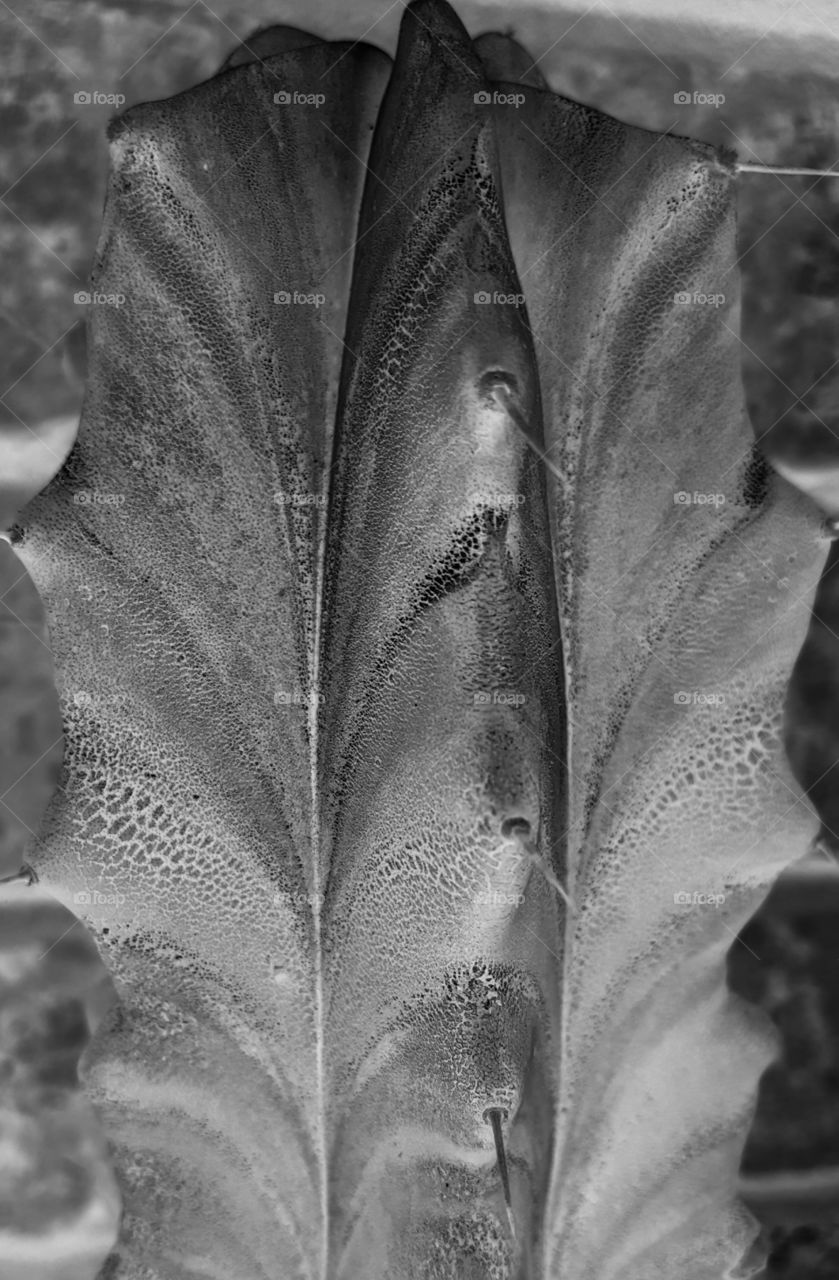 cactus negative grayscale