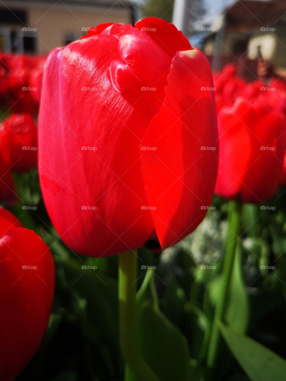 Big tulip