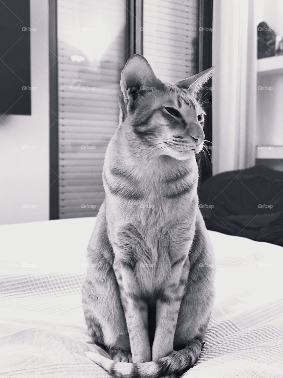 Cat sitting on the bed 