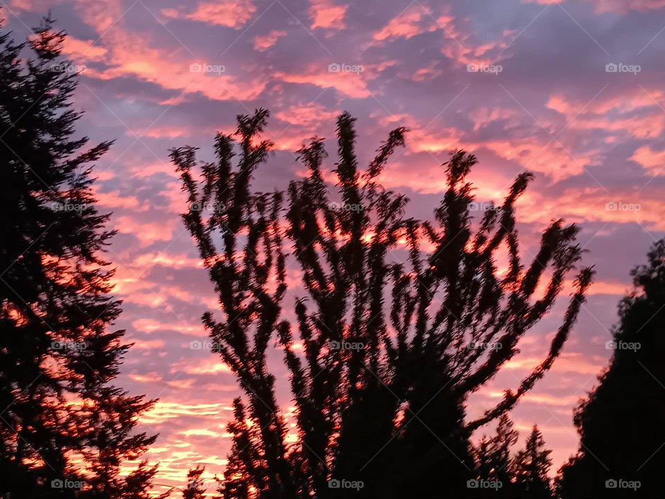 A spectacular array of pink, gray, and yellow clouds as a rippled backdrop for some tall branchy treez.