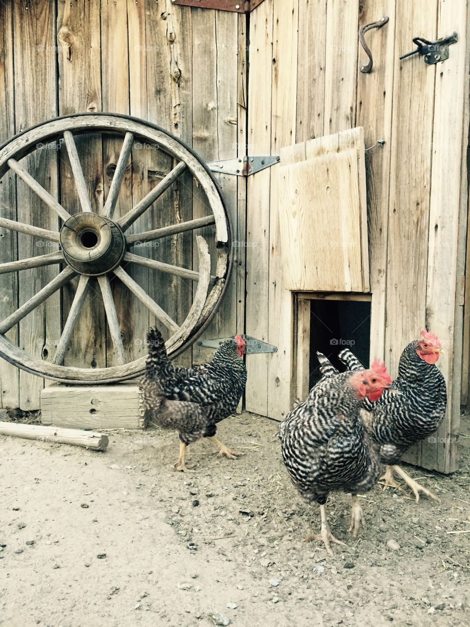 Chickens. Chickens in a barnyard