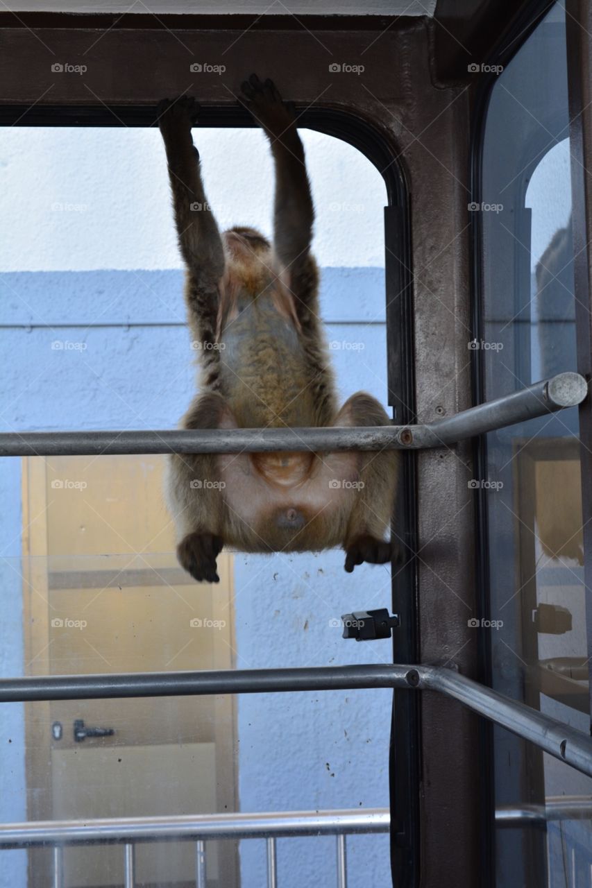 hanging monkey