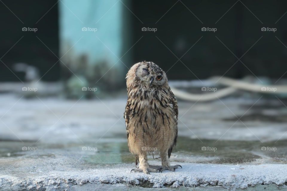 funny owl moments,Eurasian eagle-owl