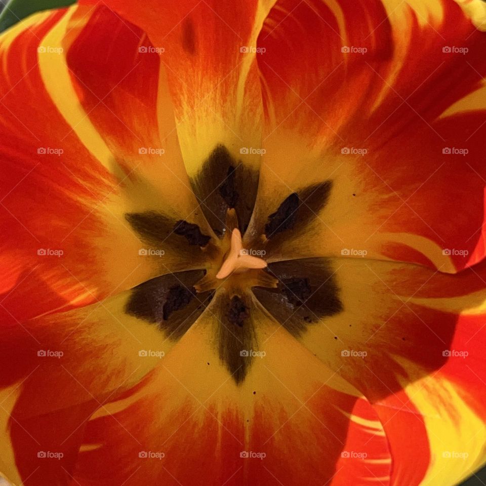 Tulip bloom