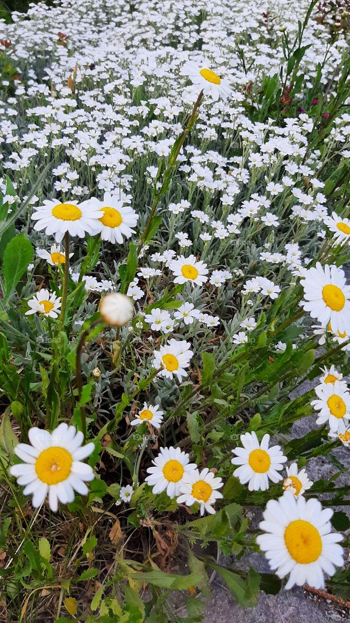 Flora  white chamomile flowers