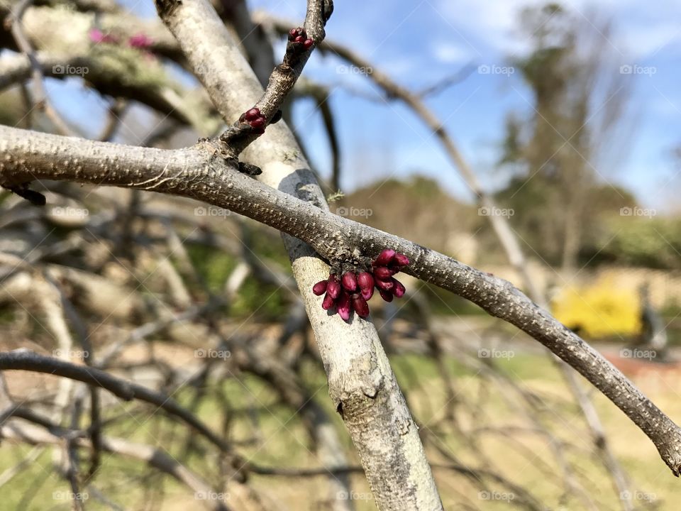 Early sign of spring 