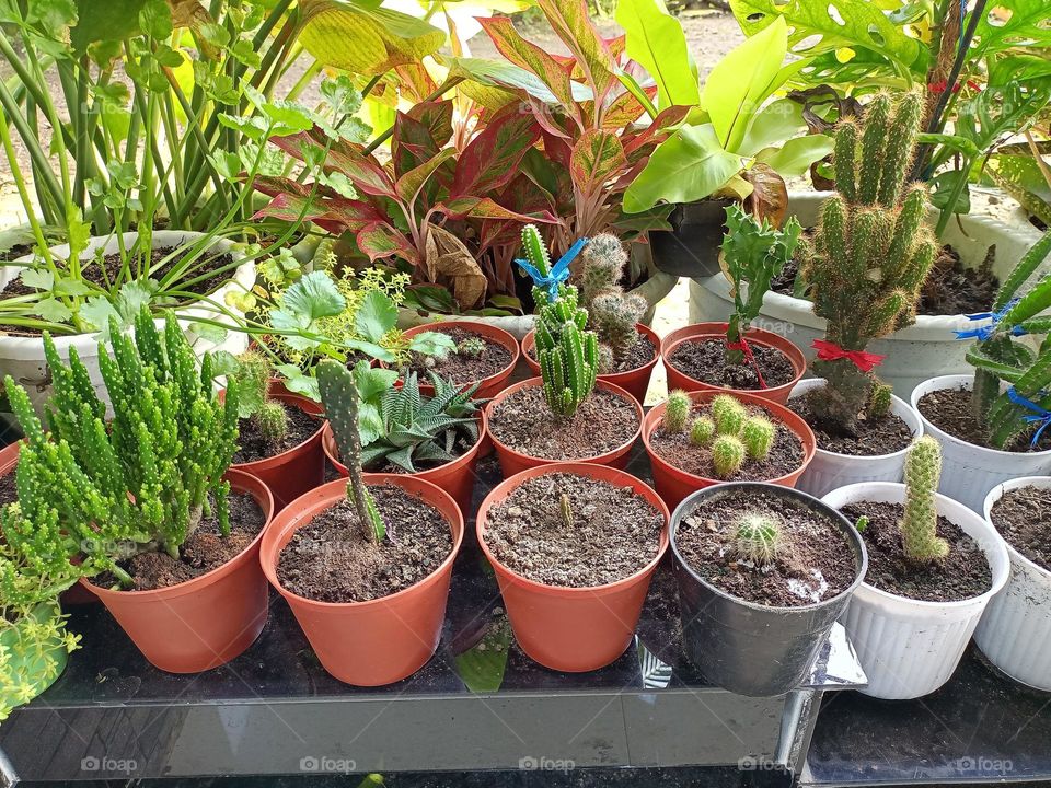 Variety of cactus with beautiful flower in garden. Small decorative cactus plants.