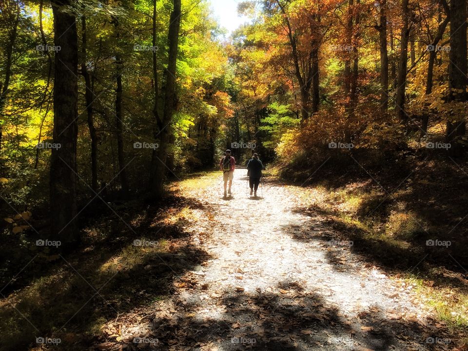 A walk in the woods