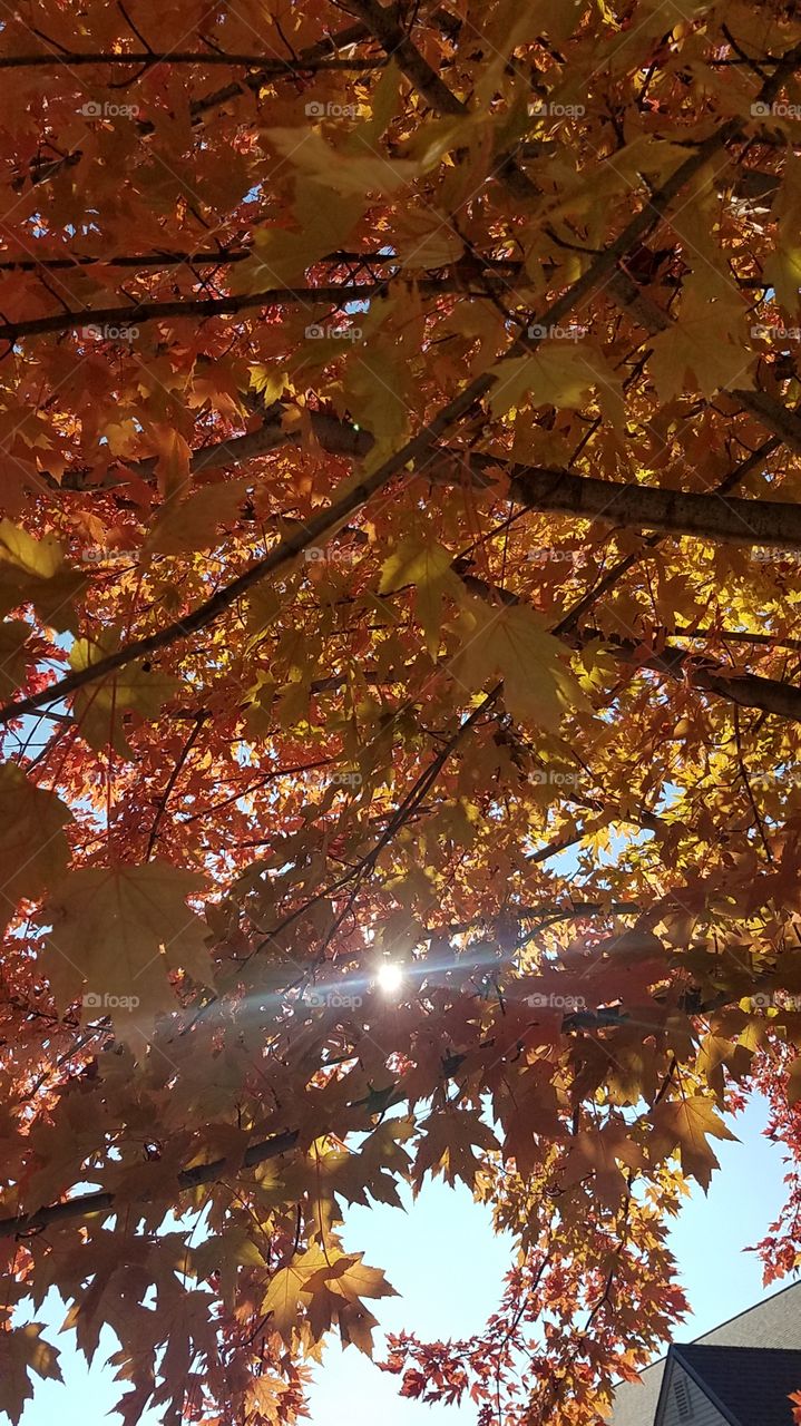 Fall afternoon colors