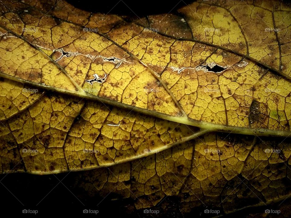 Close up of a Decaying Yellow Leaf in Fall