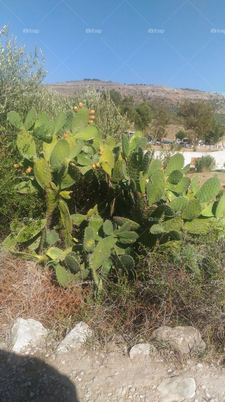 Moroccan cactus barbarian figs