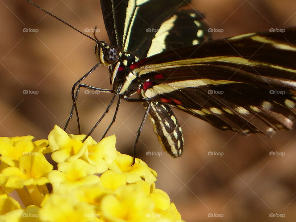 Swallowtail on yellow flower 