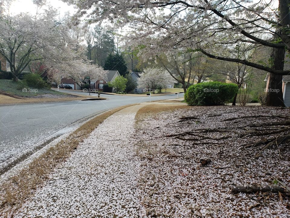 Cherry blossoms snow