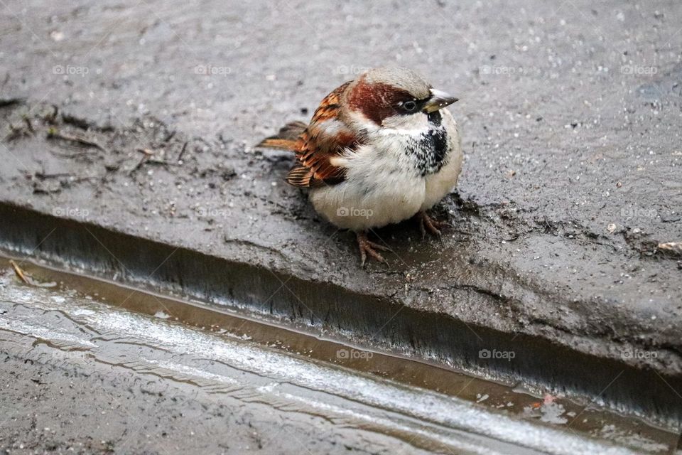 A sparrow next to the metal tram rails