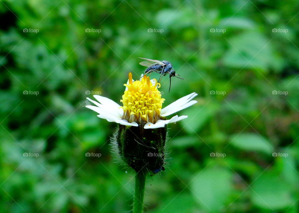 little posing insect on a tiny flower