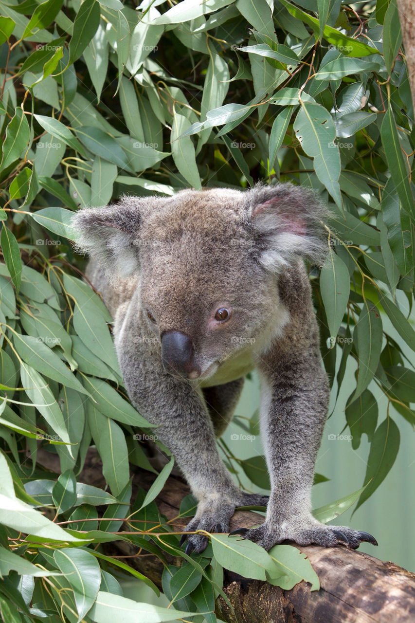 animal mammals cute australian by splicanka