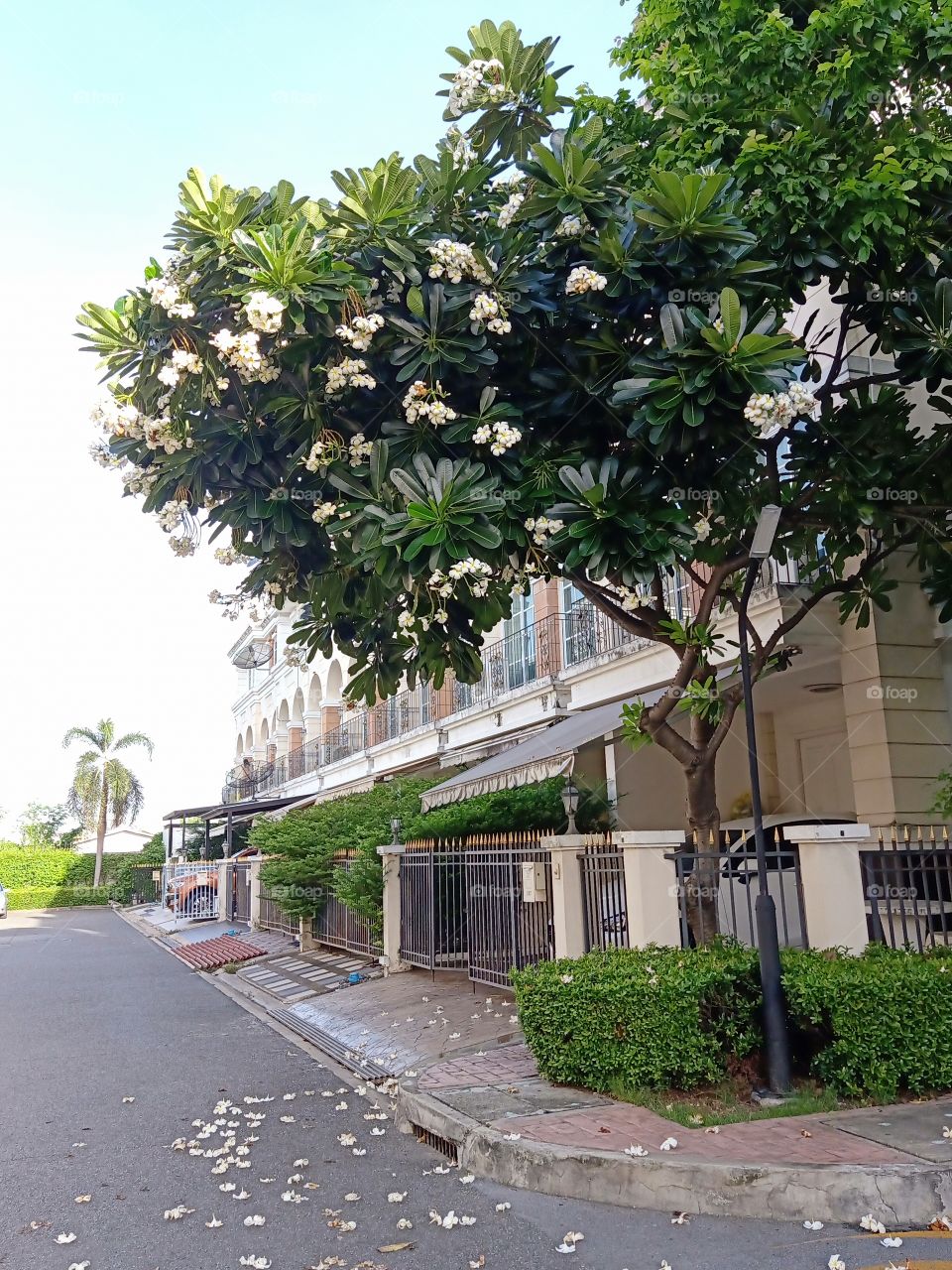 Plumeria in the village