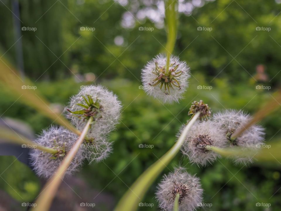 Dandelions