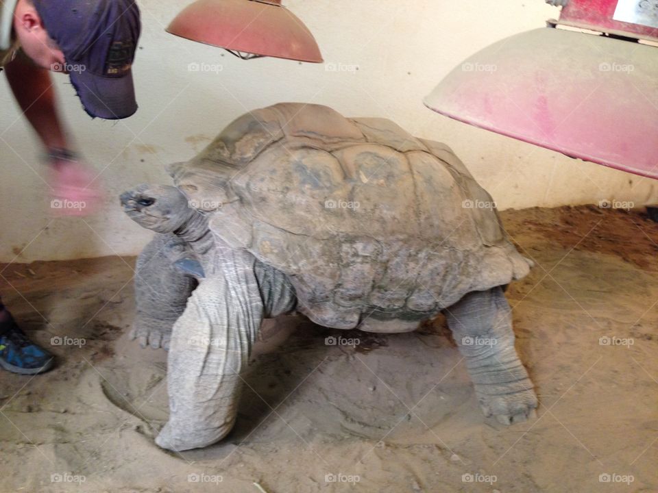 90 year old Tortoise 